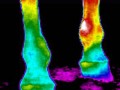 Possible Lameness seen in right front leg